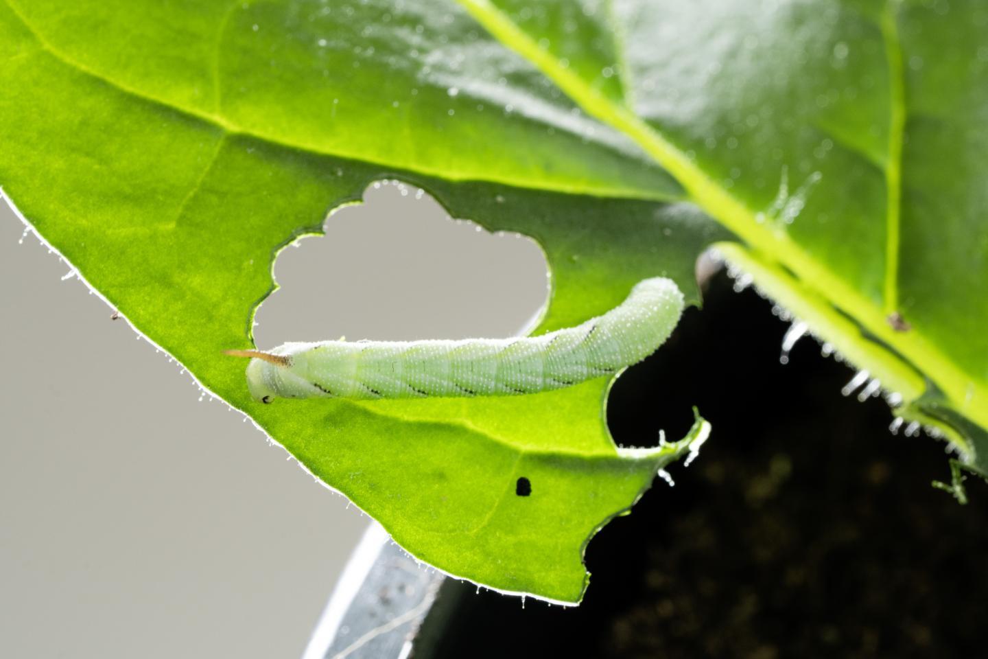 Manduca sexta on a wild tobacco leaf
