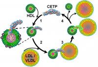 CETP Moving Cholesterol from HDL to LDL