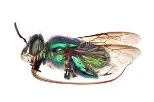 Euglossa_imperialis