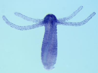 Cnidarian Hydra