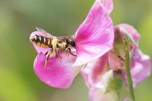 The venom preceded the stinger: Genomic studies shed light on the origins of bee venom