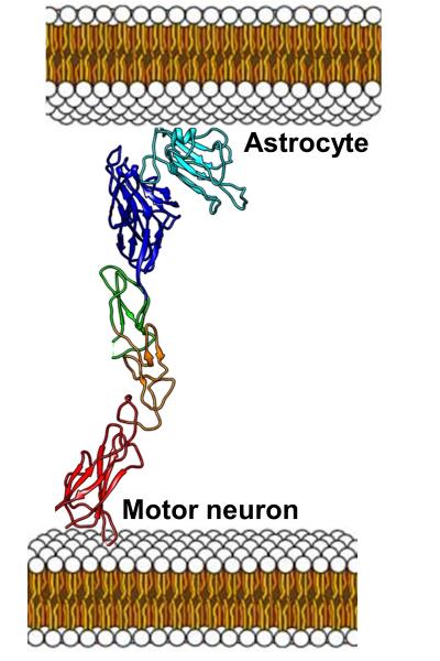 Motor Neuron and Astrocyte