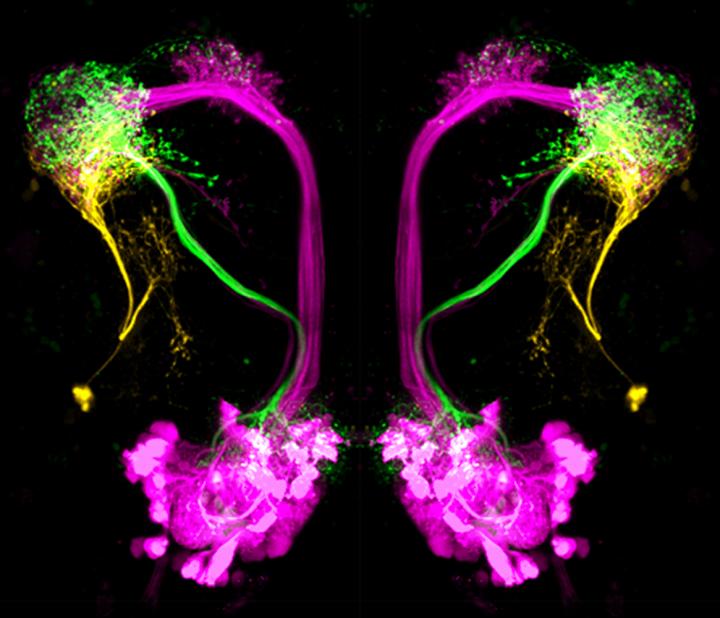Neuron Types in the Lateral Horn