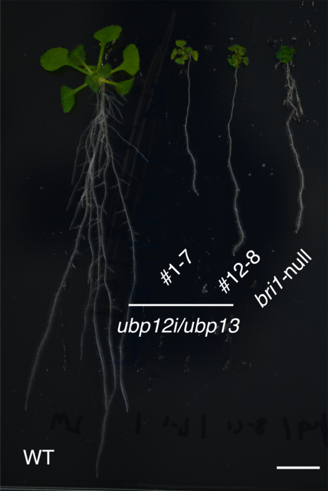 Effects of lack of BRI1 and deubiquitinating enzymes on plant growth