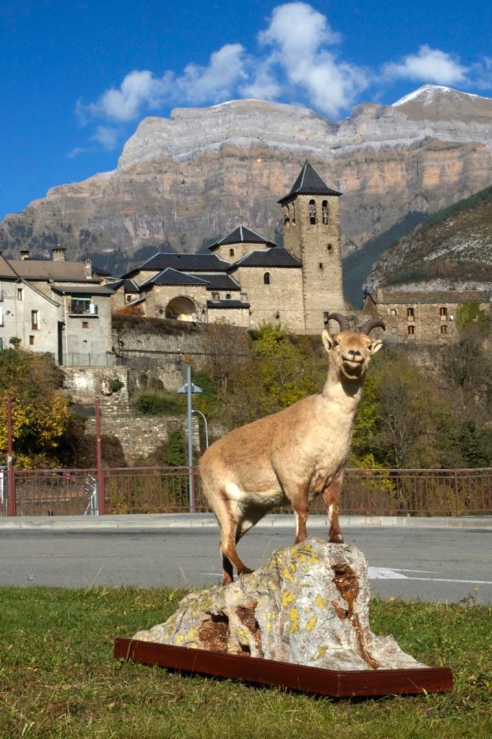 La&ntilde;a, the last surviving Pyrenean Ibex