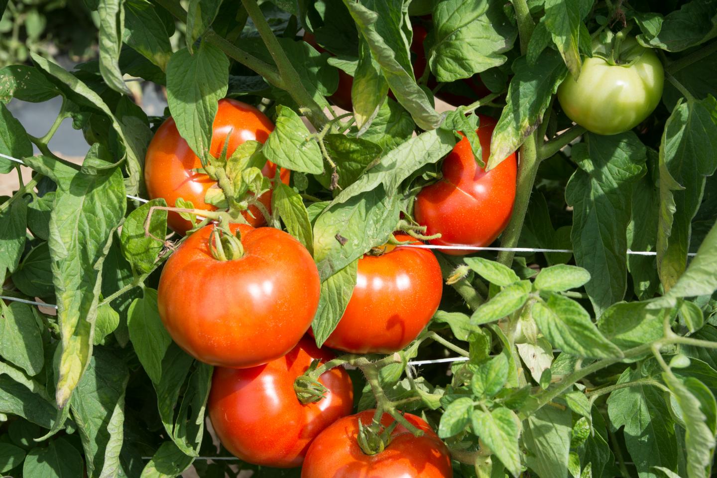 Creating the New Rutgers Tomato