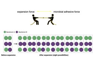 Functional expansion microscopy