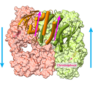 The structure of PhyB interacting with a chromophore