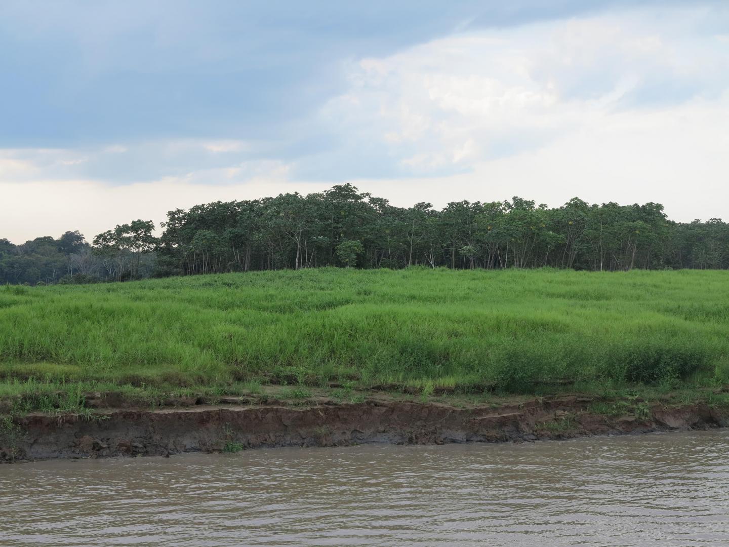 Vegetation and soils on the banks of the Amazon River