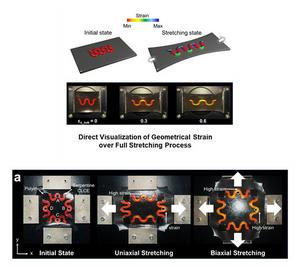 Color-coded visualization of Serpentine structure stretching when manually pulled