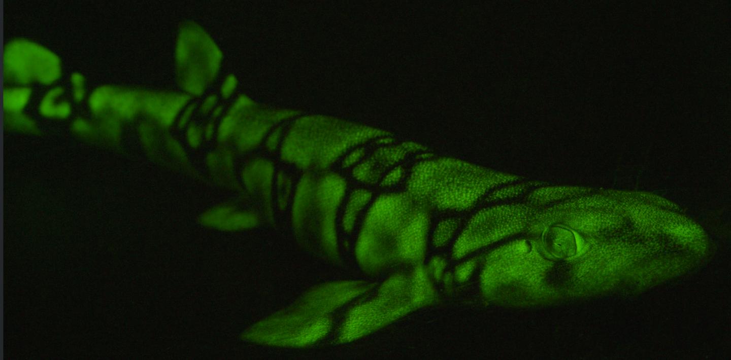 Glowing Chain Catshark