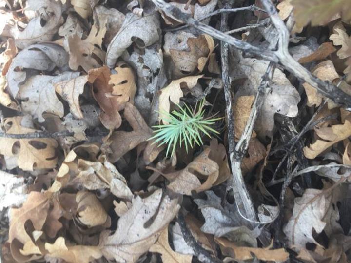 Pinyon Pine Seedling