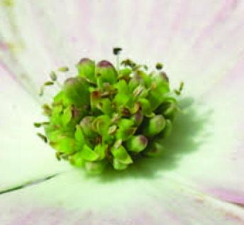 Close Up, <em>Cornus &amp;times; rutgersensis</em>