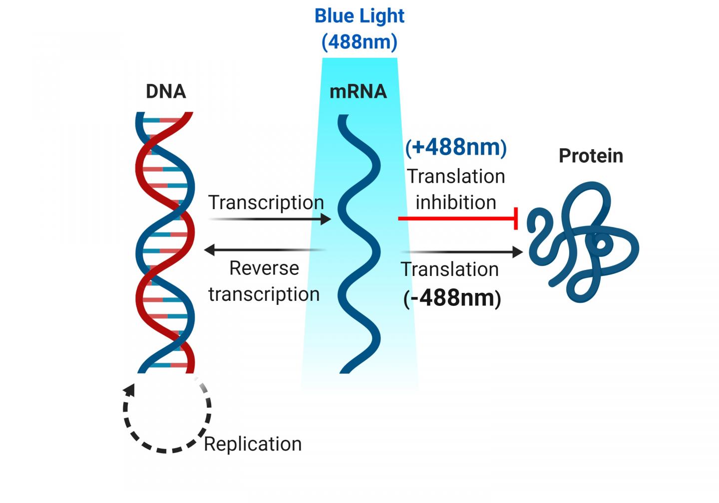 Eurekalert Science News Releases