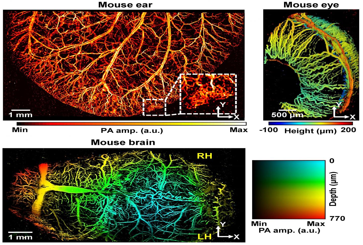 Photoacoustic Images of Microvessels in the Ears, Eyes, and Brains of Mice