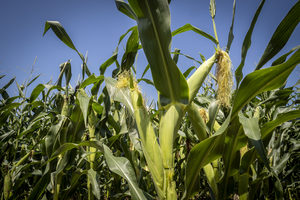 Field of corn