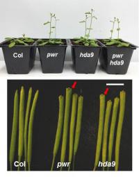 Plants Lacking PWR, HDA9 or both Show Early Flowering and Slightly Bulged Siliques