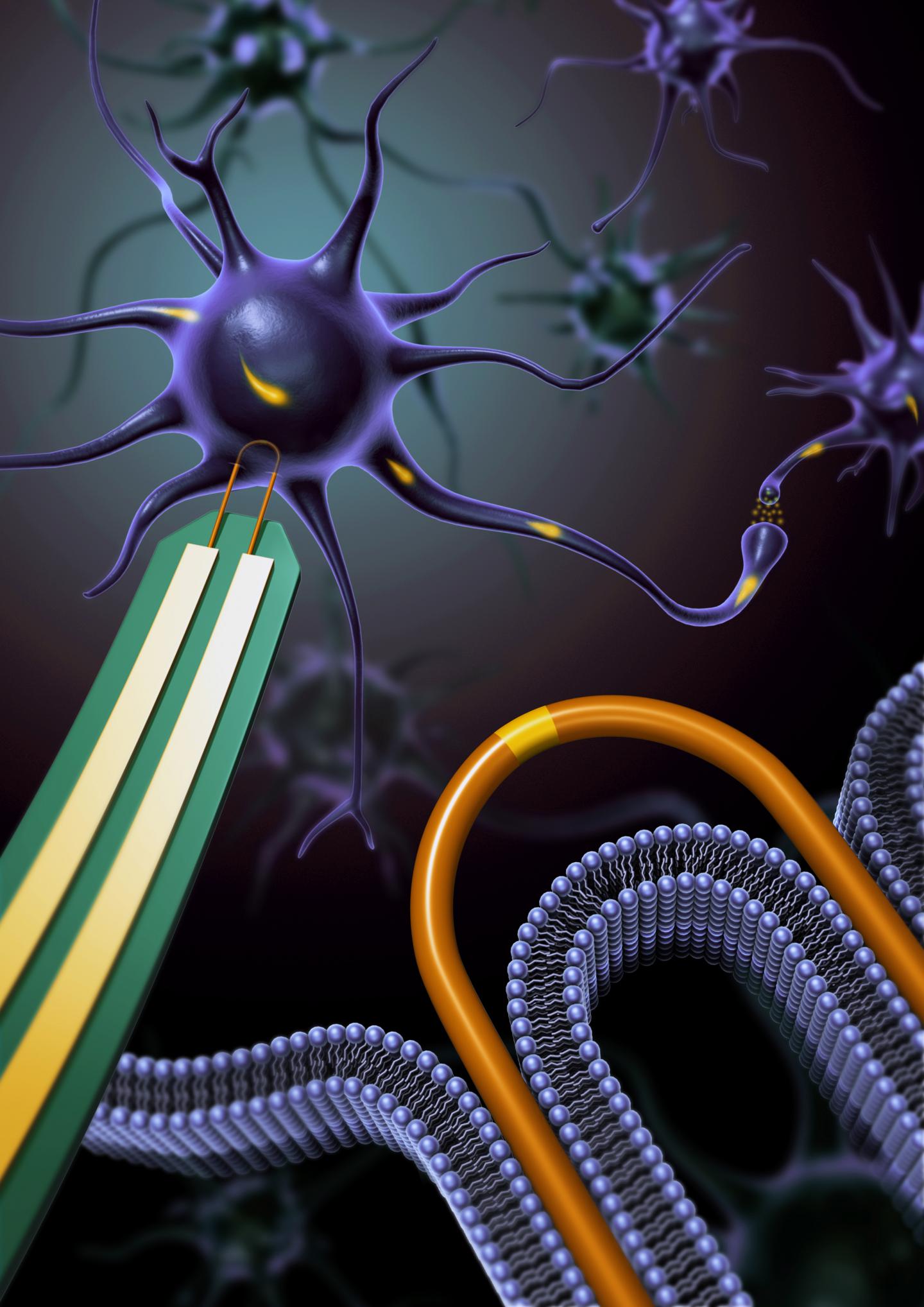 A U-Shaped Nanowire Pierces the Membrane of a Neuron