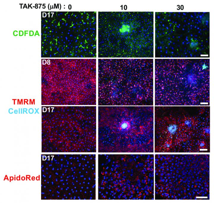 Liver-Chip Predicts the Toxicity of Drug Candidates Across Species (1 of 1)