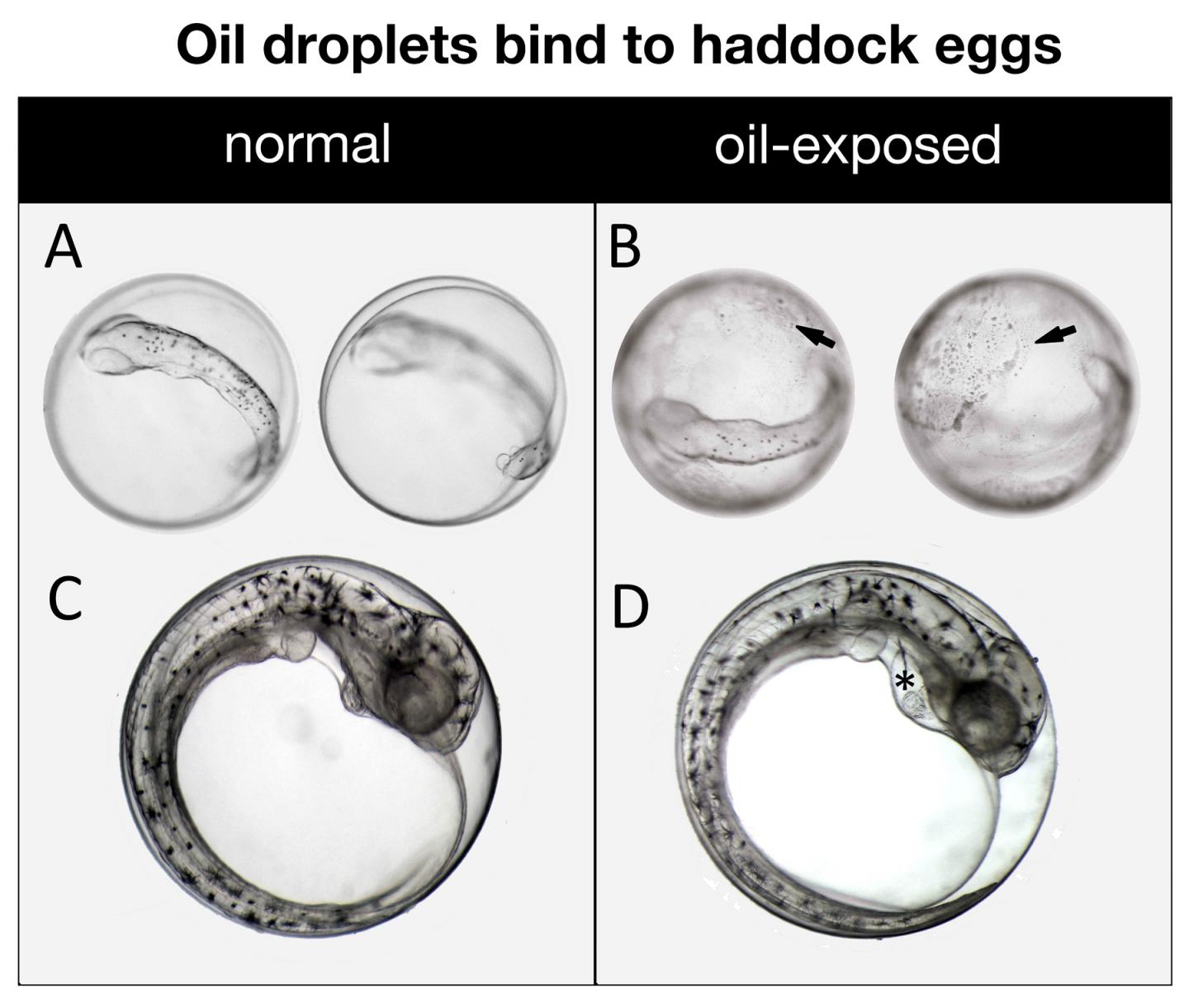 Oil Droplets Bind to Haddock Eggs