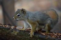 A North American red squirrel