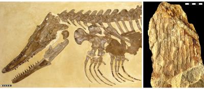 Pristine Reptile Fossil 