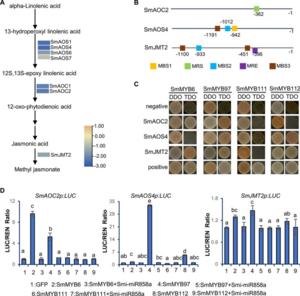 Binding of SmMYBs to MeJA biosynthesis-related genes.