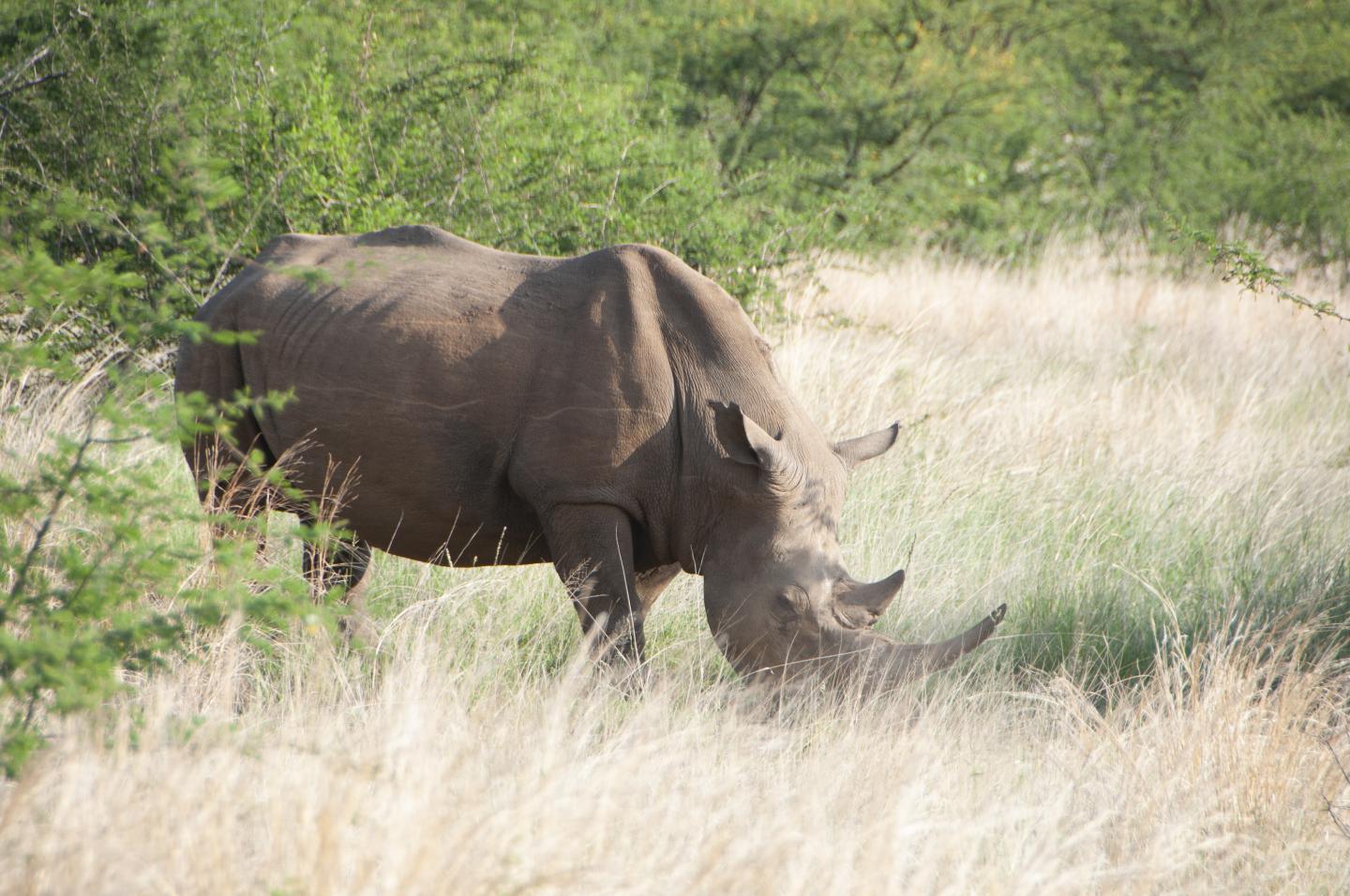 Rhino in Veld