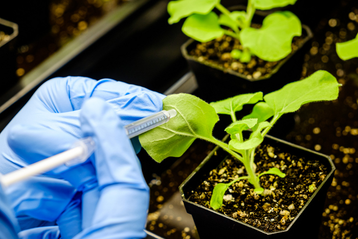 Injecting the modified WRI1 protein into the Nicotiana benthamiana plant leaf.