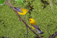 Pair of Prothonotary Warblers