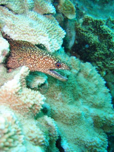 Coral Reefs off Maui