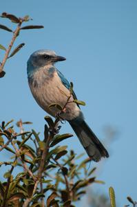 Florida Srub-Jay