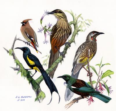 Smithsonian Scientists Rearrange Hawaii's Bird Family Tree
