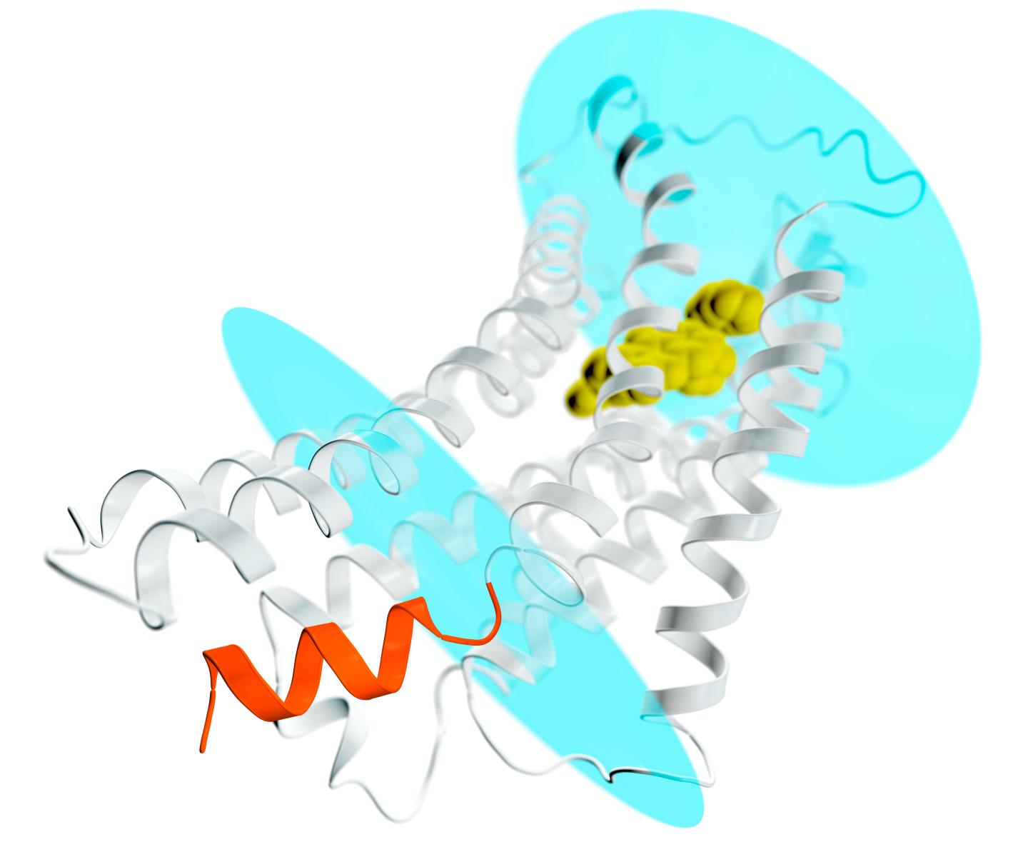 Depiction of the AT2 Receptor