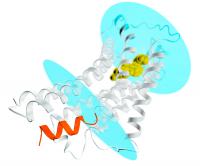Depiction of the AT2 Receptor