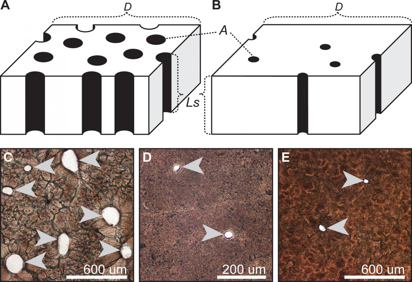 Porosity of Archosaur Eggshell