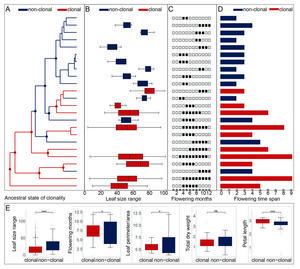 Morphological and phenological differentiations of Irregulares+Heterisia with different reproductive strategies