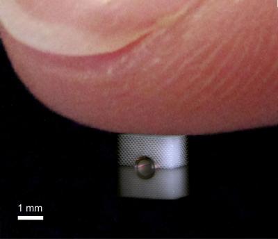 With the Finger or a Force Measurement Instrument, no Information is Obtained About the Bottom Side 