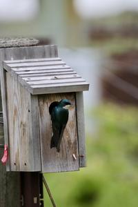 Tree swallow in nest box