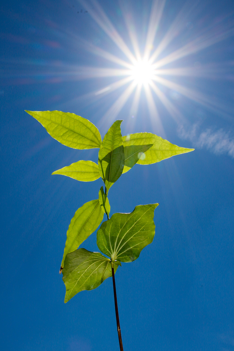 Strychnos nux-vomica