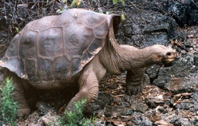 Lonesome George, Giant Galapagos Tortoise