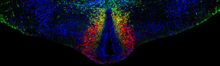 Confocal Microscopy Image