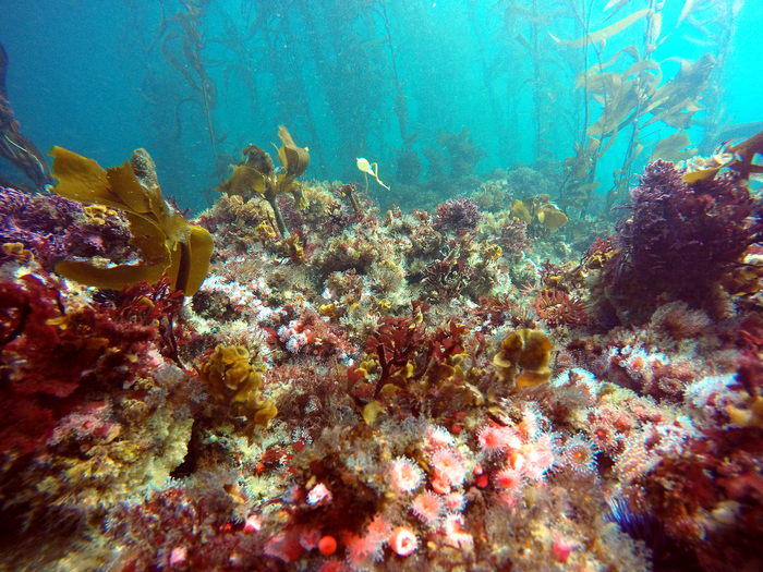 Biodiverse kelp forest