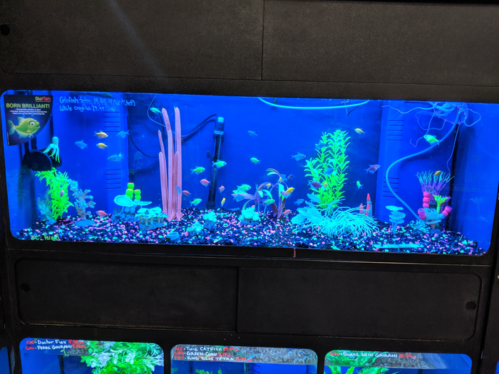 Glofish