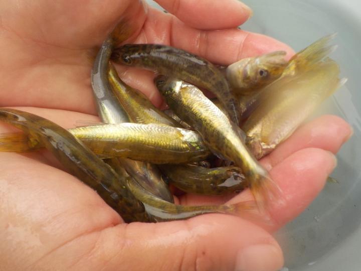 baby walleye [IMAGE]  EurekAlert! Science News Releases