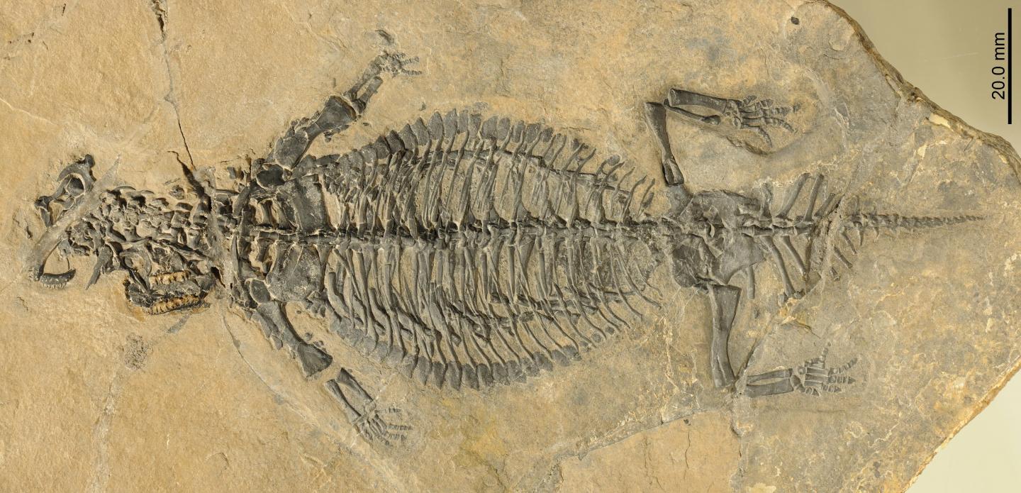 Rare, exceptionally preserved fossil reveals | EurekAlert!