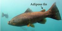 Adipose Fin of a Trout