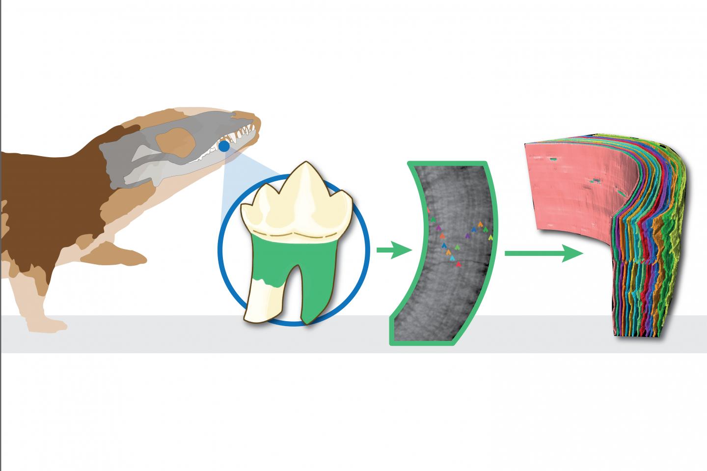 Ancient Tiny Teeth Reveal First Mammals Lived More like Reptiles