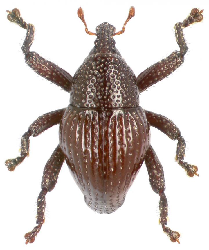 <I>Trigonopterus attenboroughi</I>