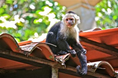 White-faced Capuchin